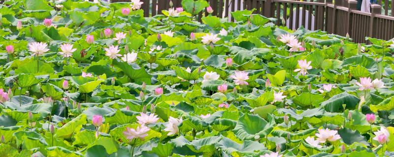 荷花节的举行地点，上海荷花节在海湾国家森林公园举行